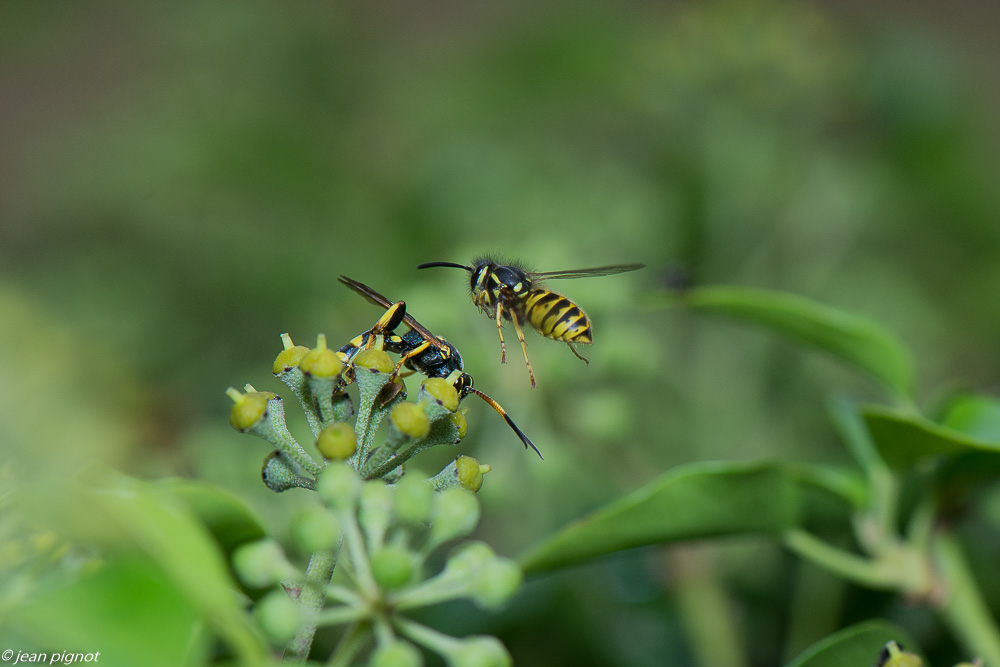 insectes  lierre 10 2020-1428.jpg