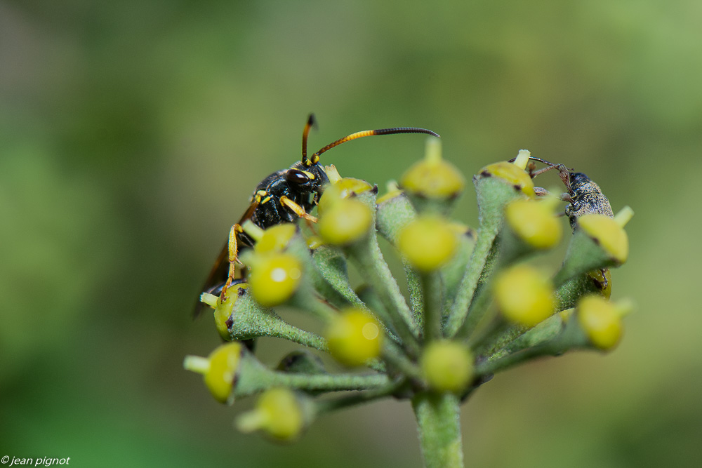 insectes  lierre 10 2020-1533.jpg