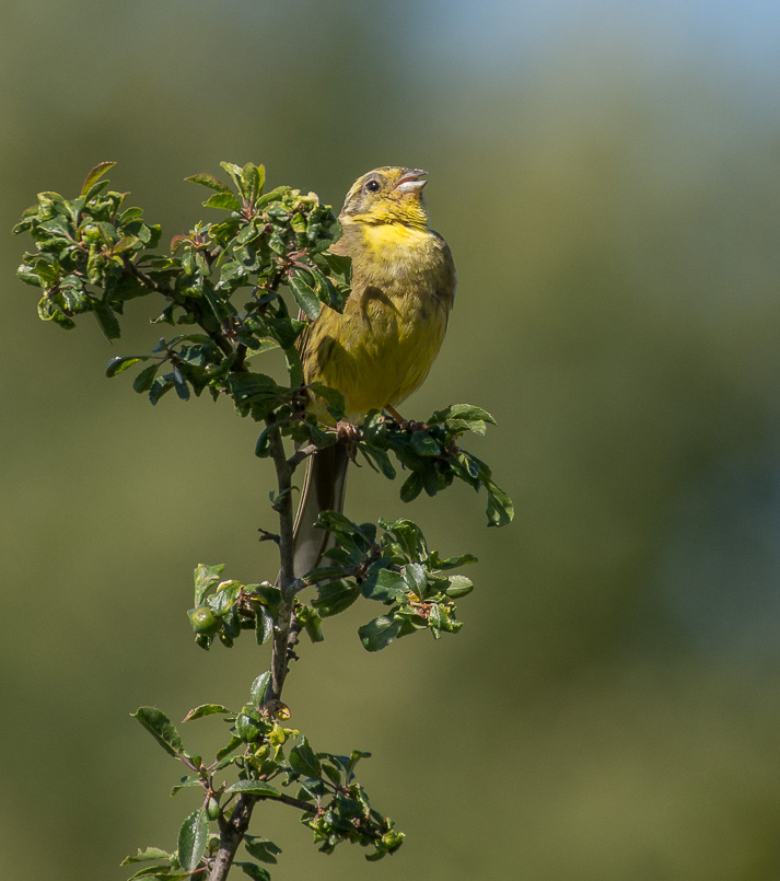 Bruant jaune-6027.jpg