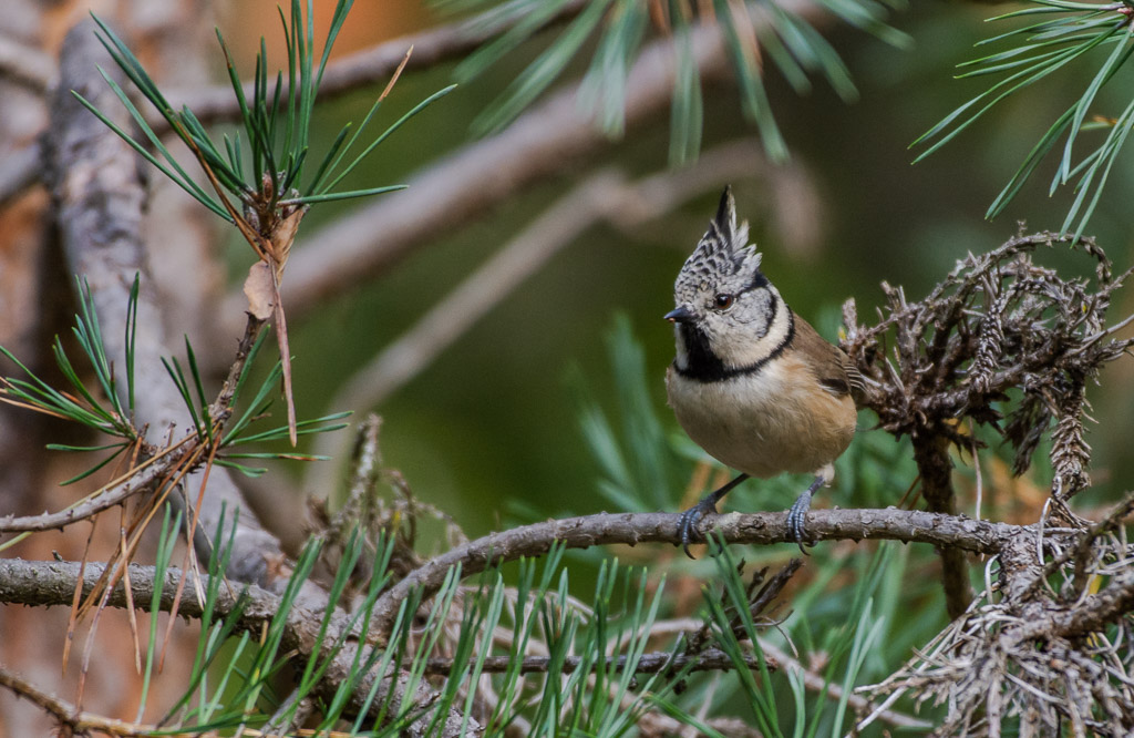 Mésange huppée-2.jpg