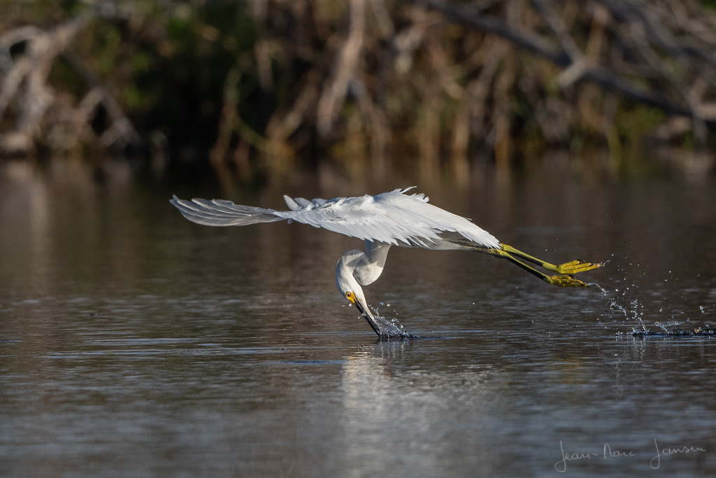 AigretteEnChasse_©Jean-MarcJANSEN_J5C_0812_1620px.jpg