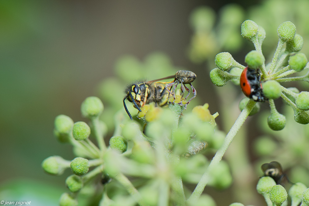 insectes lierre 10 2020-1761.jpg