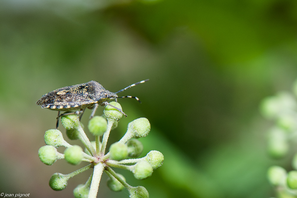 insectes lierre 10 2020-1758.jpg