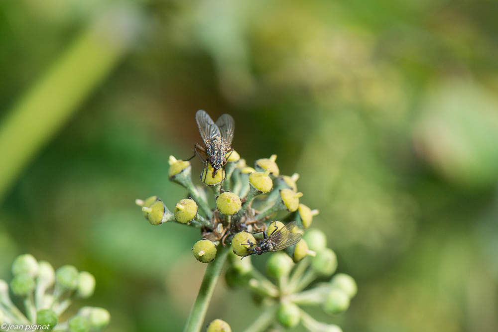 insectes lierre 10 2020-1731.jpg