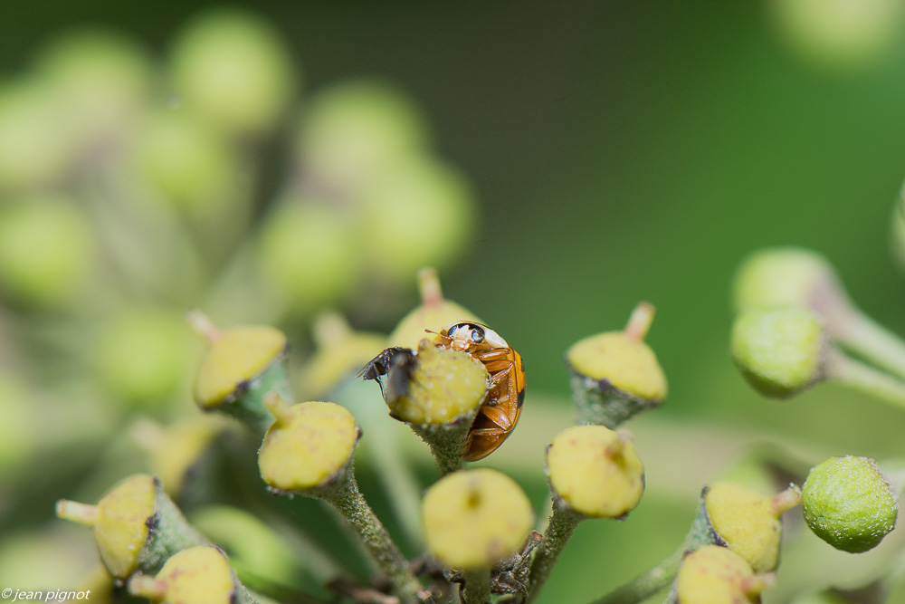 insectes lierre 10 2020-1812.jpg