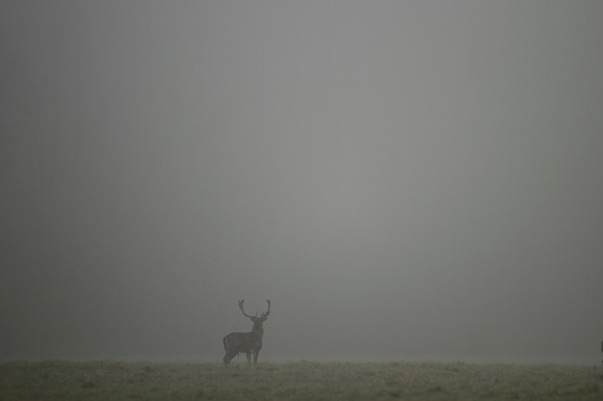 004 Dans les brumes d'un matin de décembre.jpg