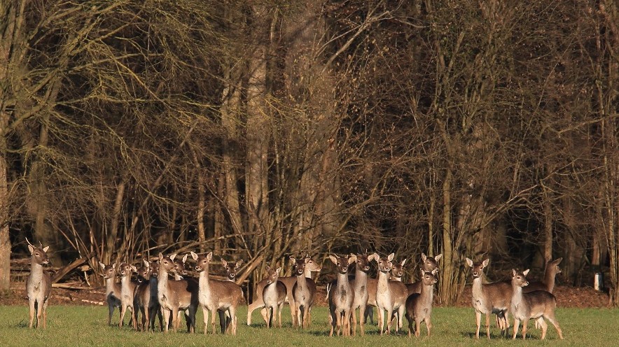 008 Un matin de janvier.jpg