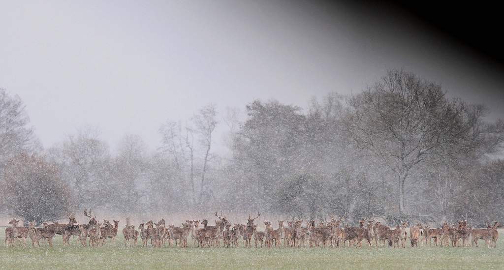 011 Harde dans la tempête de neige mars 2013.jpg