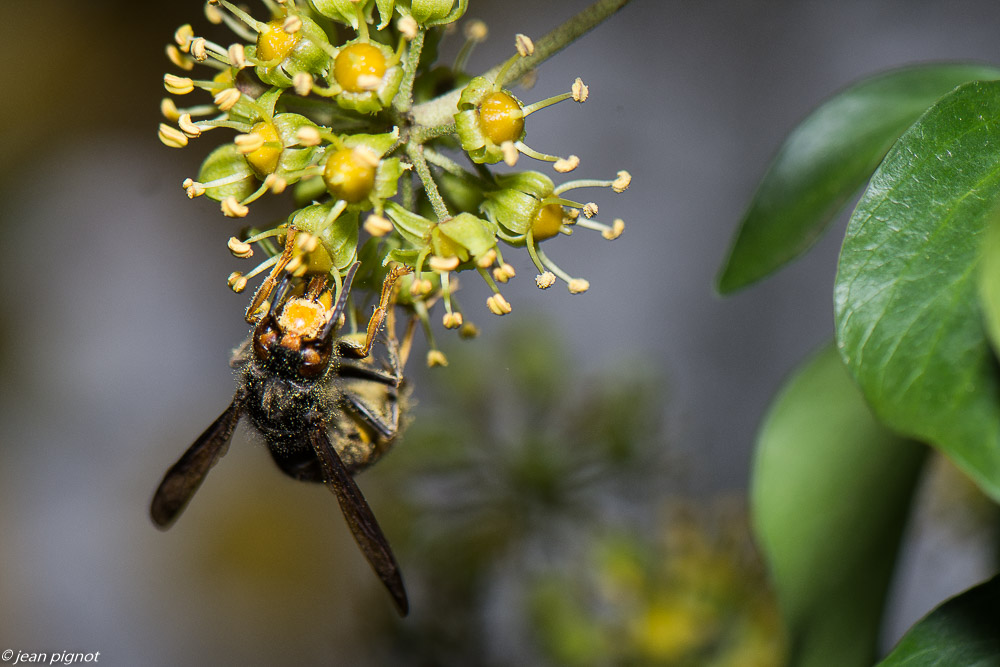 insectes lierre 10 2020-2072.jpg