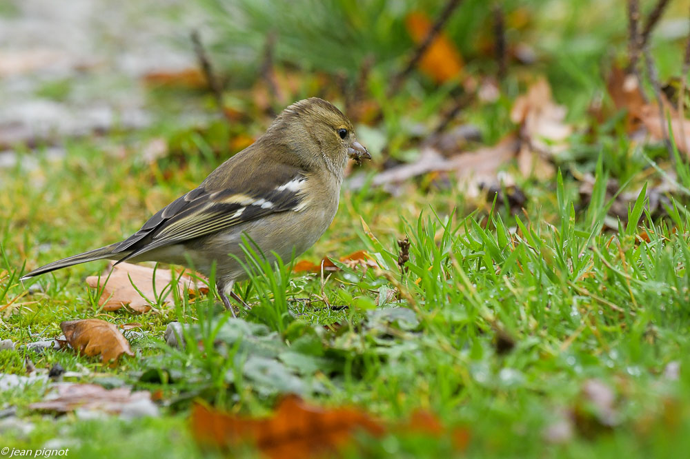 oiseaux parking 10 2020-4380.jpg