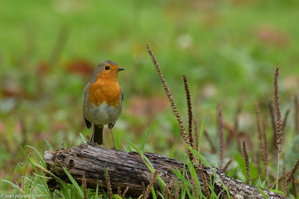 oiseaux parking 10 2020-4400.jpg