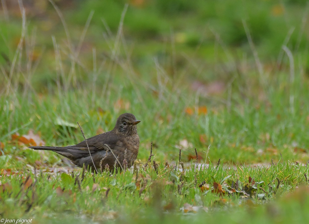 oiseaux parking 10 2020-4404.jpg