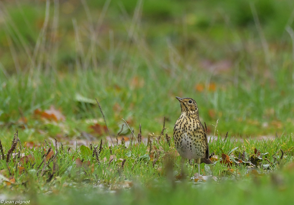 oiseaux parking 10 2020-4407.jpg