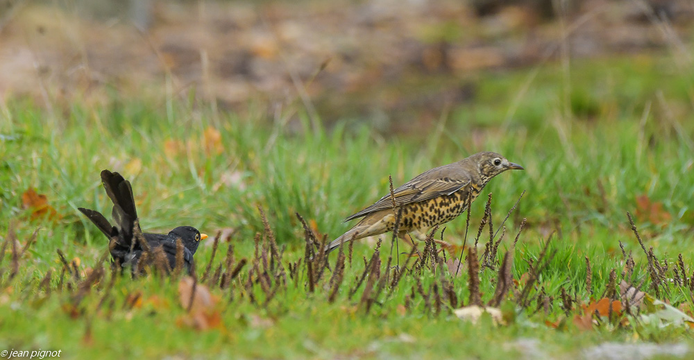 oiseaux parking 10 2020-4421.jpg