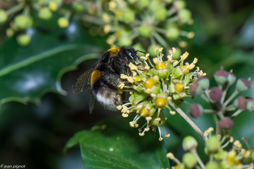 insectes lierre 10 2020-3.jpg