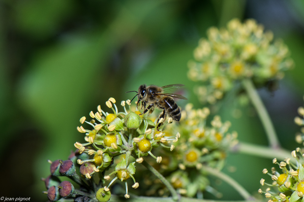 insectes lierre 10 2020-4.jpg