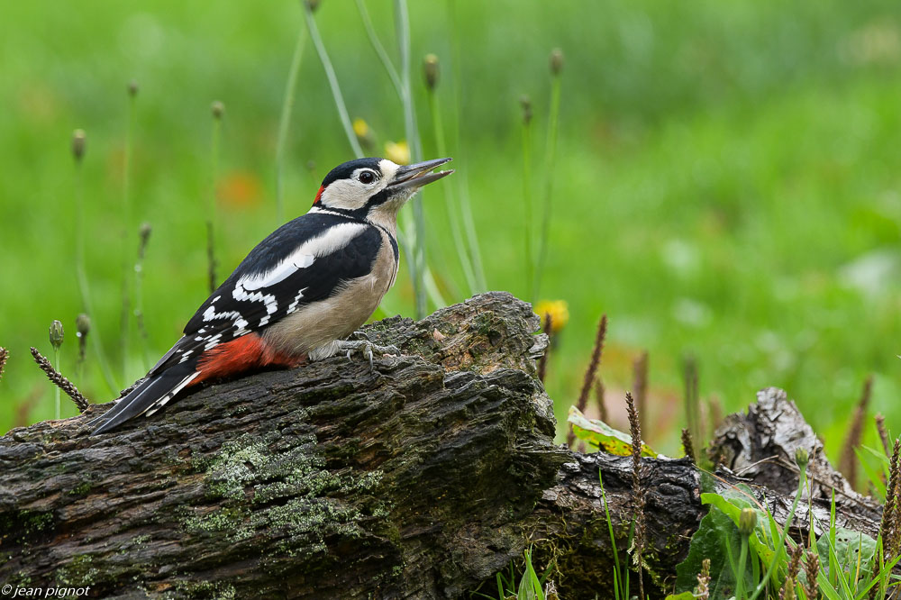 oiseaux parking 10 2020-4472.jpg