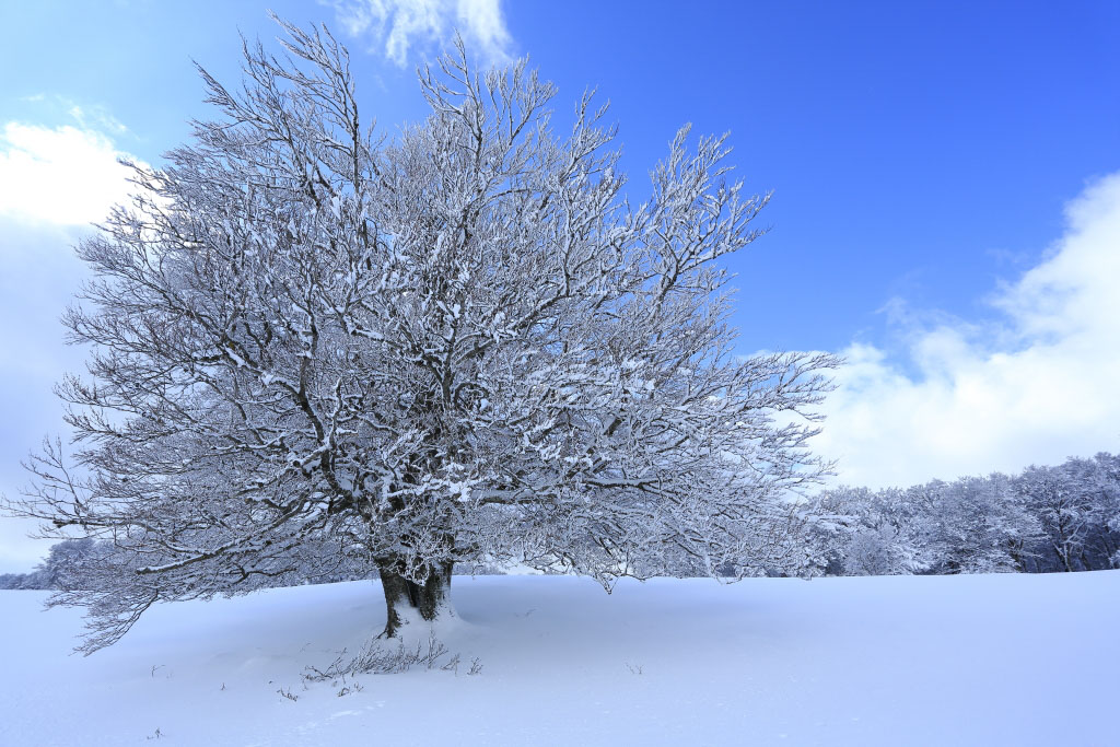 Paysage de neige-2.jpg