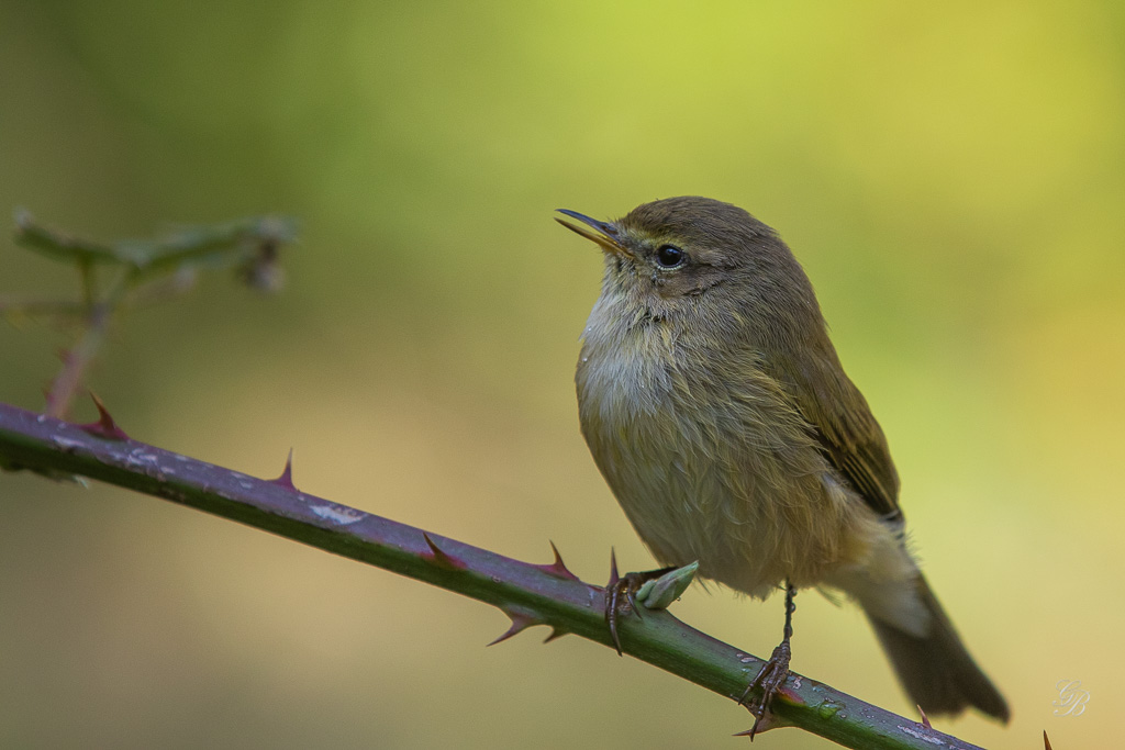 Pouillot Véloce (Phylloscopus collybita) Eurasian or Common chiffchaff-265.jpg