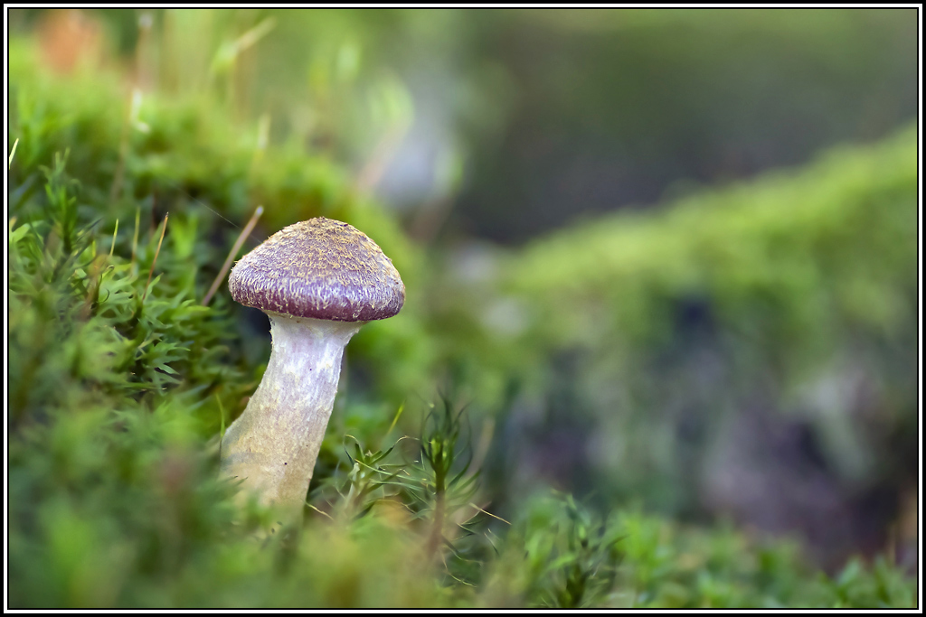 champignon(219_220).jpg