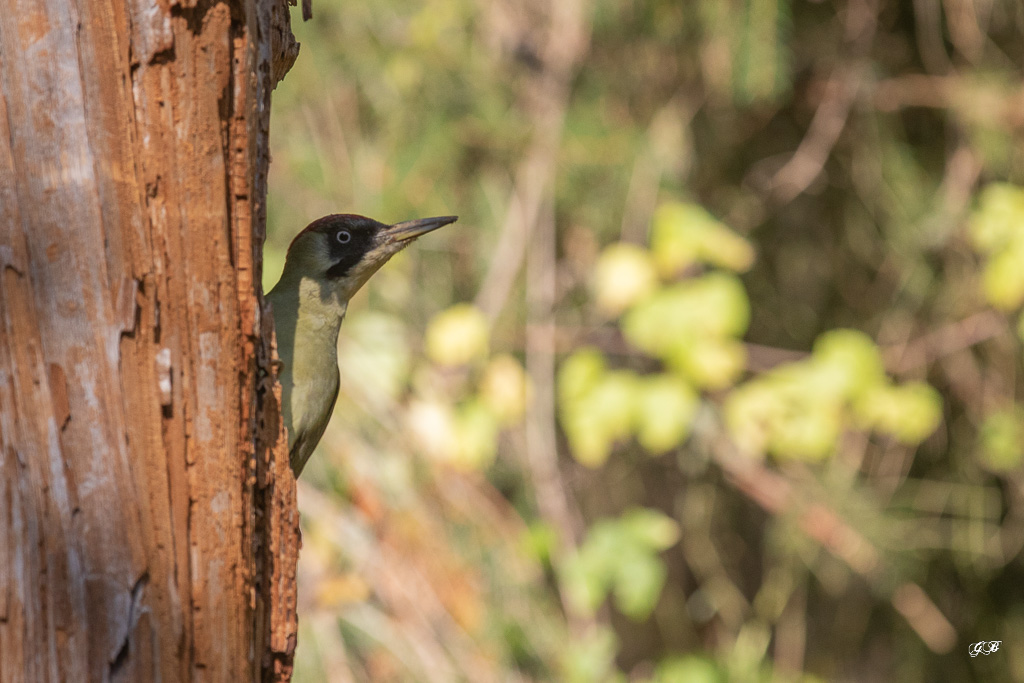Pic Vert (Picus viridis) Eurasian Green Woodpecker-101.jpg
