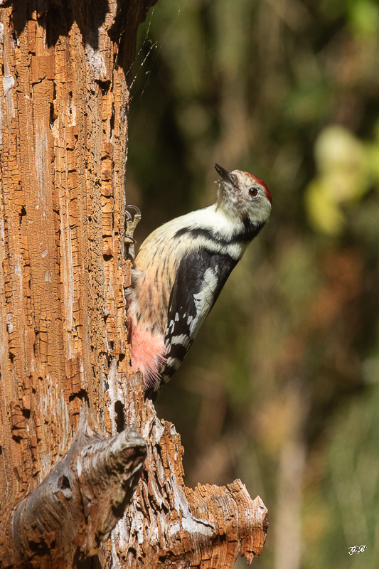 Pic mar (Dendrocops medius) Middle Spotted Woodpecker-6.jpg