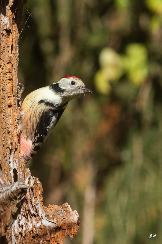 Pic mar (Dendrocops medius) Middle Spotted Woodpecker-5.jpg
