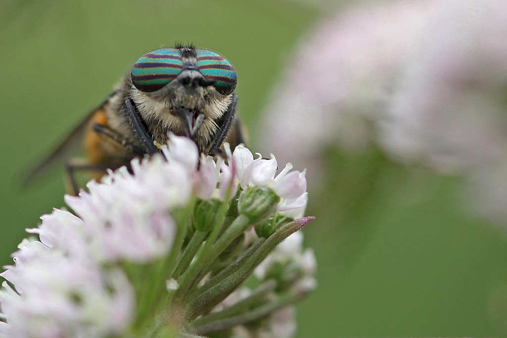 Tabanus sp Jacques Rivière.jpg