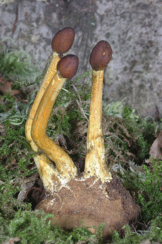 Cordyceps capitata sur Elaphomyces granulatus  Jacques Rivière.jpg