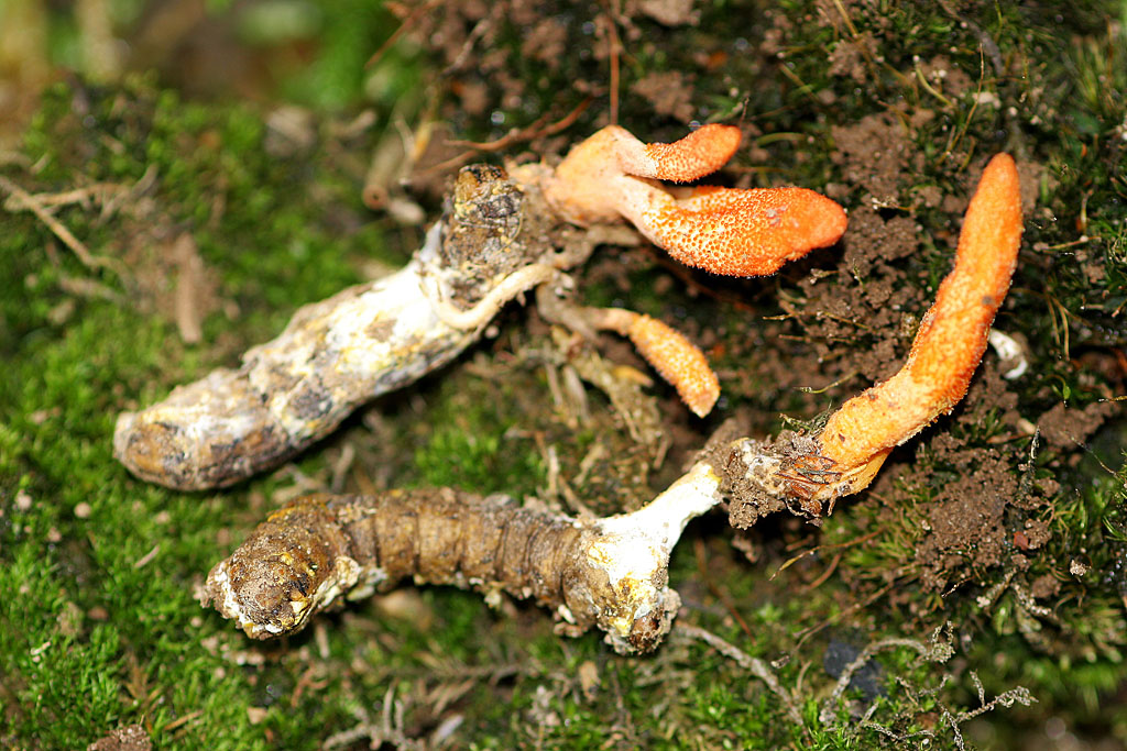 Cordyceps militaris sur chenille 2 Jacques Rivière.jpg