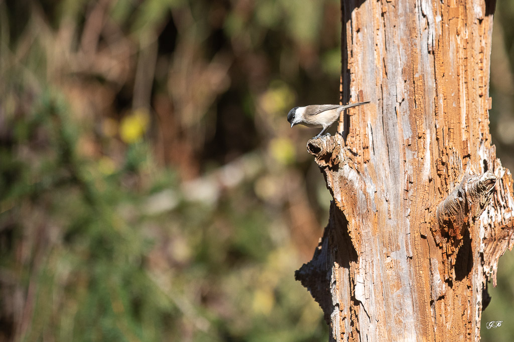 Fauvette à tête noire (Sylvia atricapilla) Blackcap-177.jpg