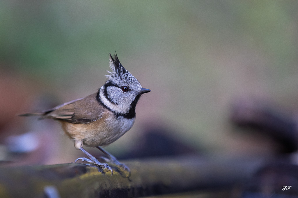 Mésange Huppée (Parus cristalus) - Crested Tit-159.jpg