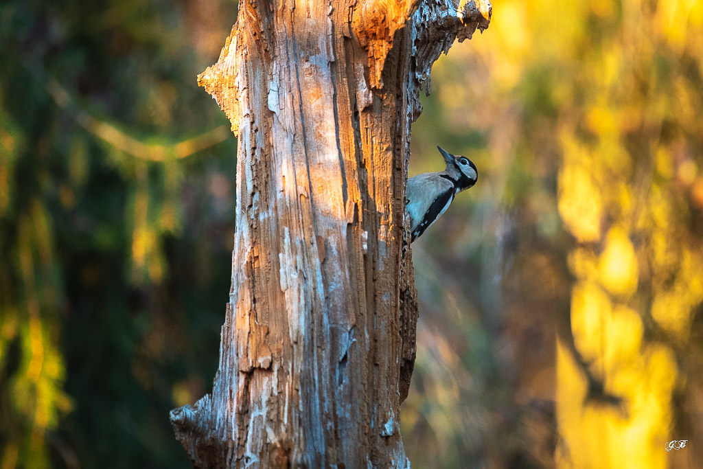 Pic épeiche (Dendrocopos major) Great spotted woodpecker-417.jpg