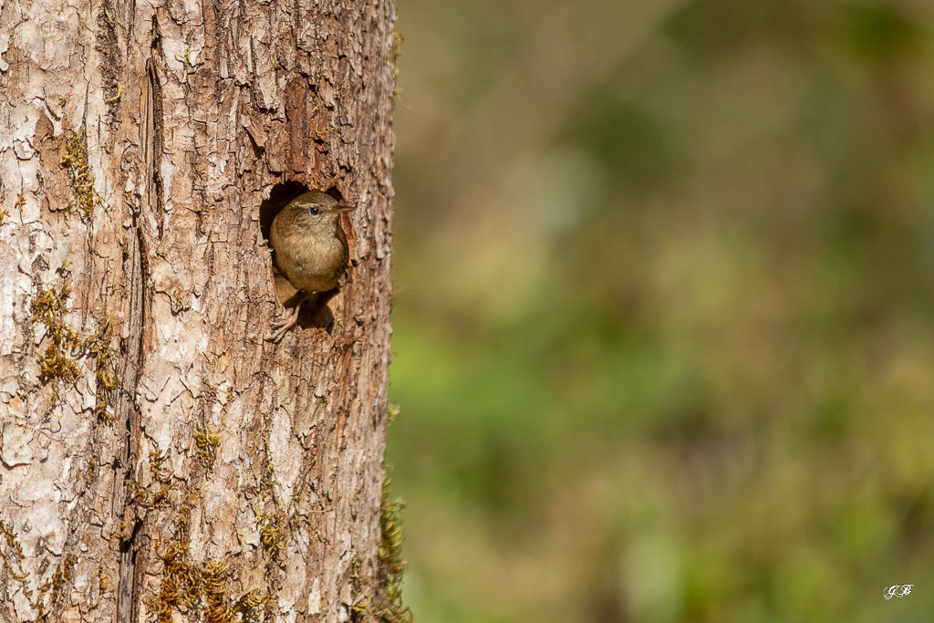 Troglodyte mignon (Troglodytes troglodytes) Winter wren-126.jpg