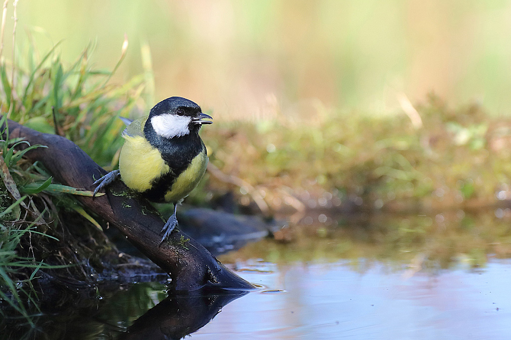 Mésange charbonnière IN.jpg