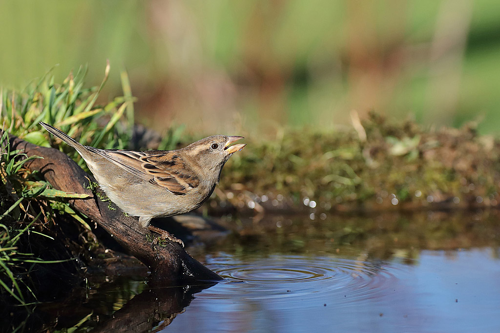 Moineau domestique femelle IN.jpg