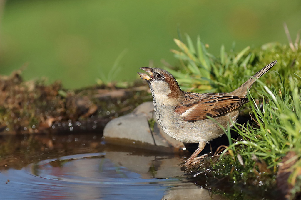 Moineau domestique mâle  IN.jpg