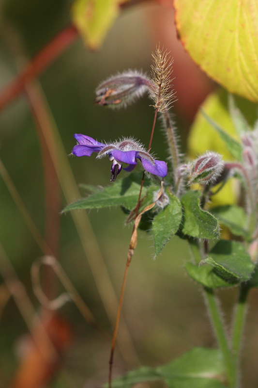 Bourrache officinale 2 I&N.JPG