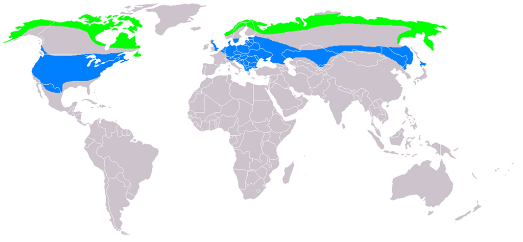 1280px-Buteo_lagopus_distribution_map.jpg