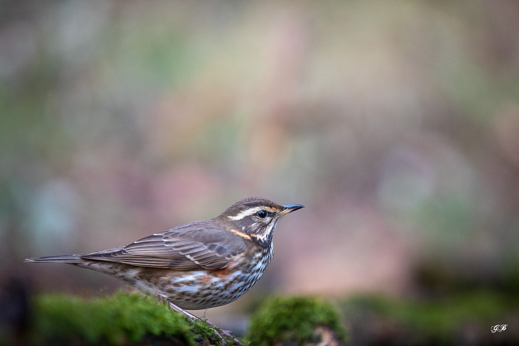 Grive Mauvis (Turdus iliacus) Redwing-72.jpg