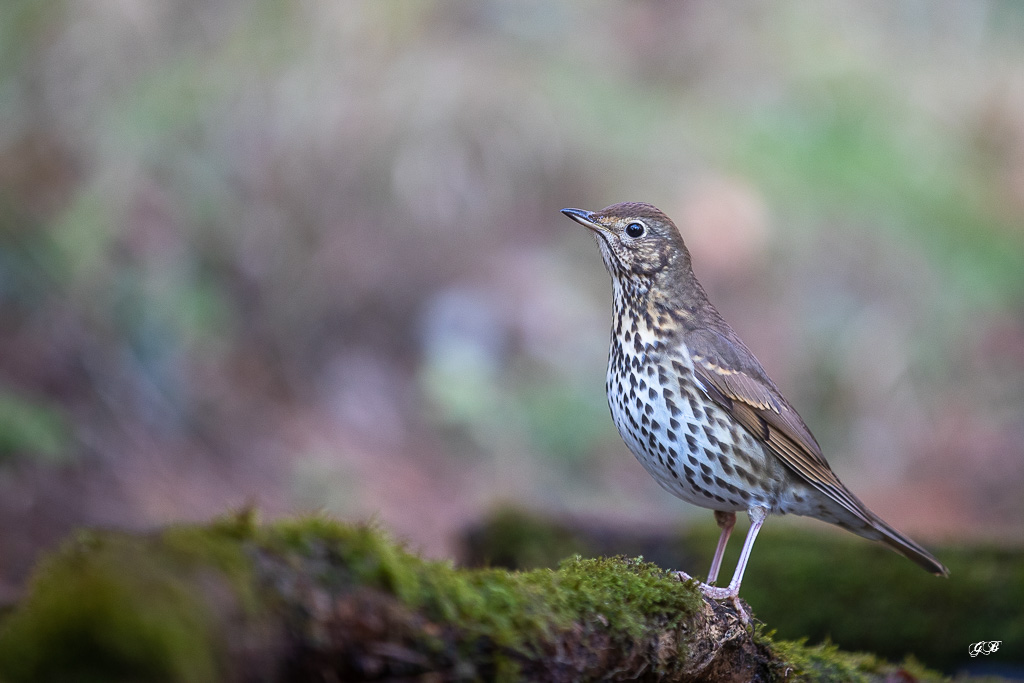 Grive Musicienne (Turdus philomelos) Song thrush-176.jpg