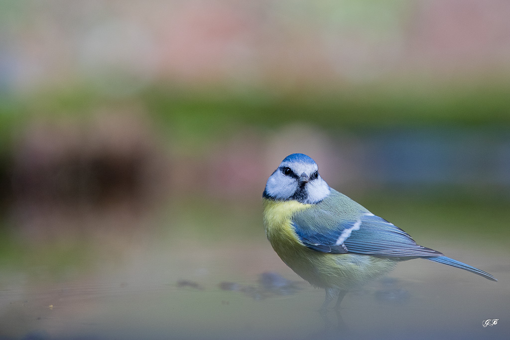 Mésange bleue (Parus caeruleus) European Blue Tit-400.jpg