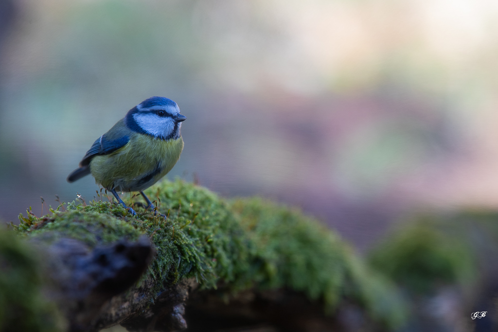 Mésange bleue (Parus caeruleus) European Blue Tit-404.jpg