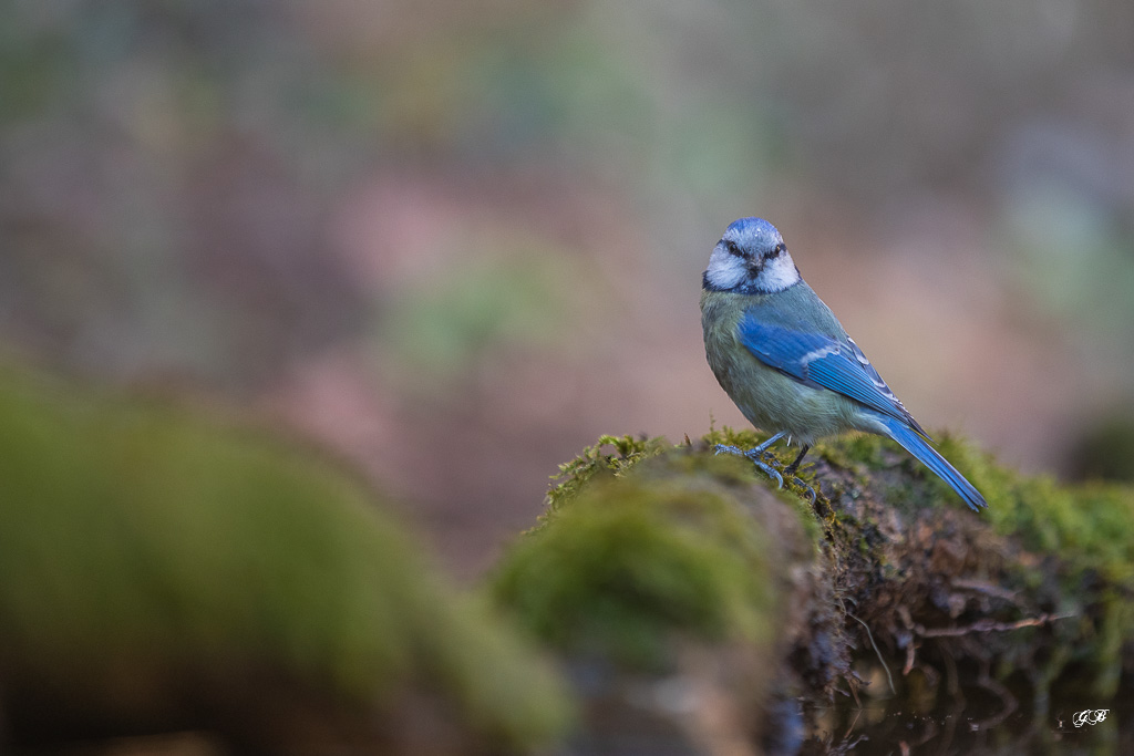 Mésange bleue (Parus caeruleus) European Blue Tit-409.jpg