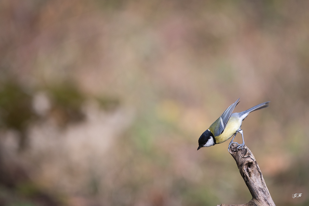 Mésange Charbonnière (Parus major) Great Tit-338.jpg