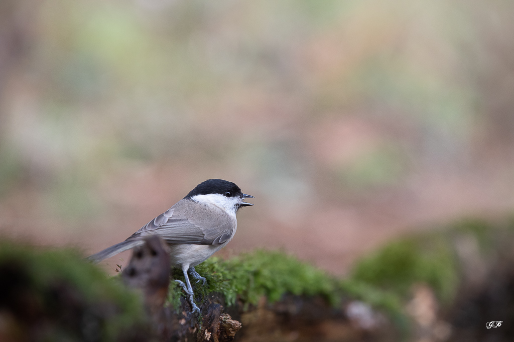 Mésange Nonette (Parus palustris) Marsh Tit-136.jpg