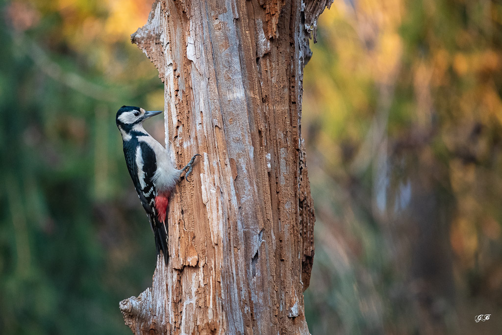 Pic épeiche (Dendrocopos major) Great spotted woodpecker-438.jpg
