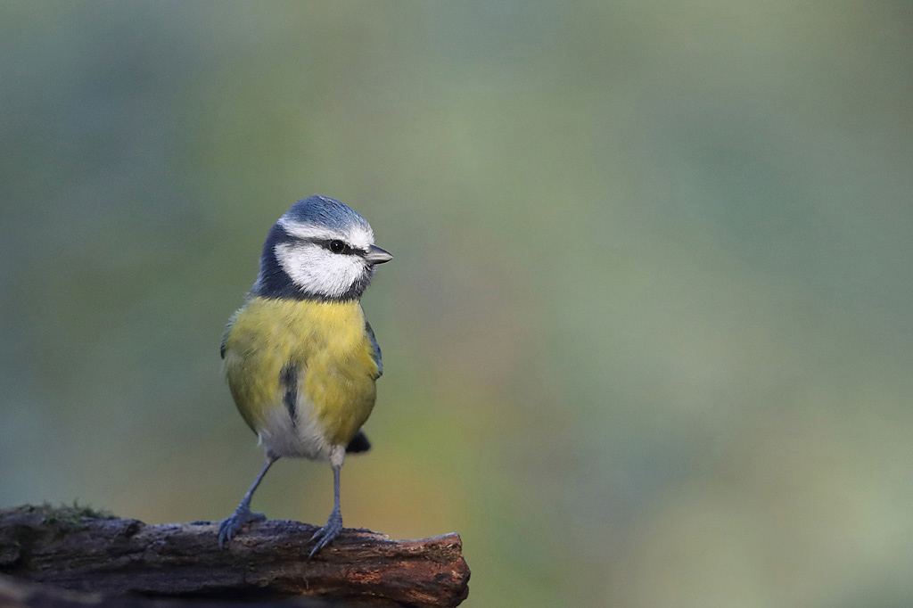 Mésange bleue 1 IN.jpg