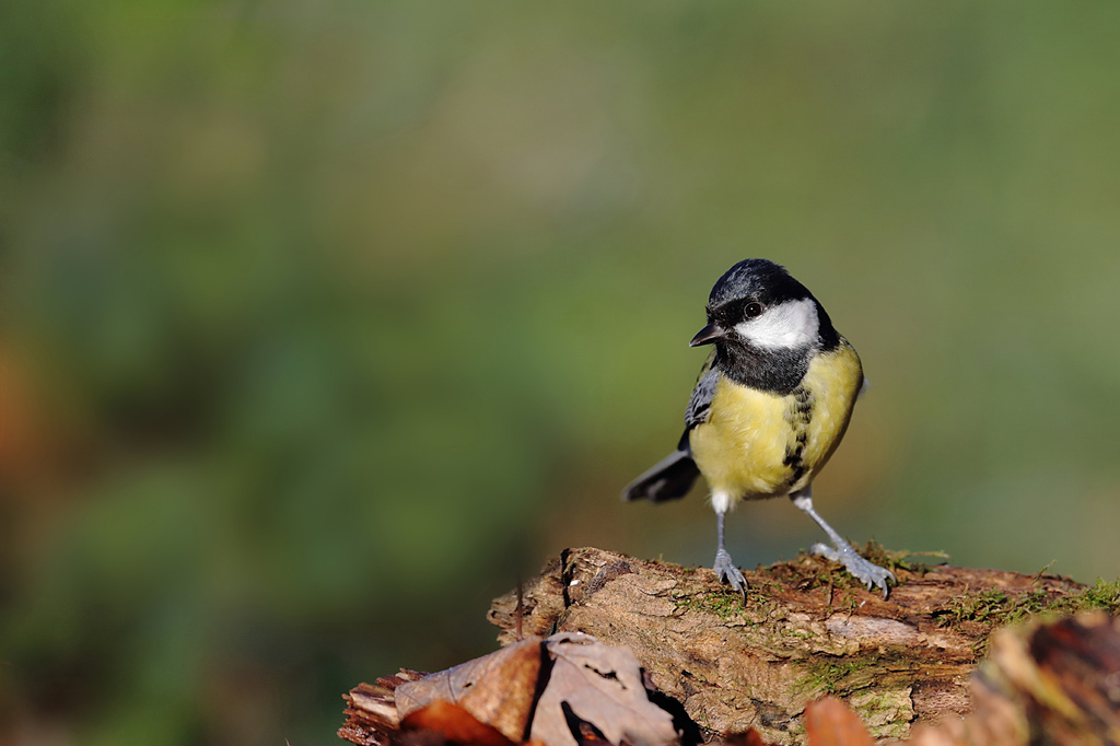 Mésange charbonnière femelle 1 IN.jpg