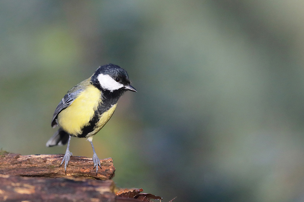 Mésange charbonnière male  IN.jpg